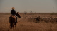 News - &quot;Terytorium&quot; - to australijski western o trzypokoleniowej rodzinie. Produkcja wanie miaa swoj premier na Netfliksie!