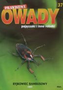 Okadka - Ryjkowiec bambusowy