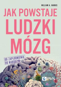 Okadka ksiki - Jak powstaje ludzki mzg. Od zapodnienia do narodzin