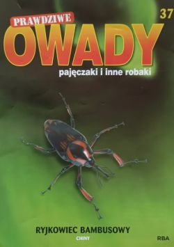 Okadka ksiki - Ryjkowiec bambusowy