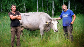 News Rolnicy. Podlasie odc. 30: Pierwsze sianobranie w Plutyczach. Streszczenie odcinka