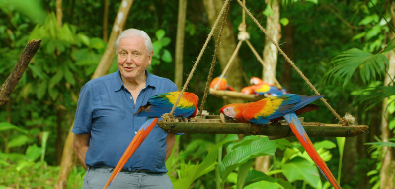 Obrazek w treści David Attenborough: Życie w kolorze – serial dokumentalno - przyrodniczy trafił na Netflix [jpg]